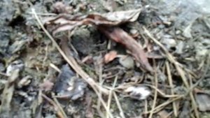 Прогулки с динозаврами(3)