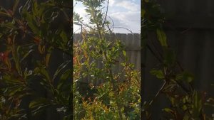 Гранат сорт Бельбек