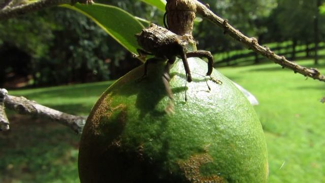 Elephant Weevil in Macadamia Orchard смотреть онлайн
