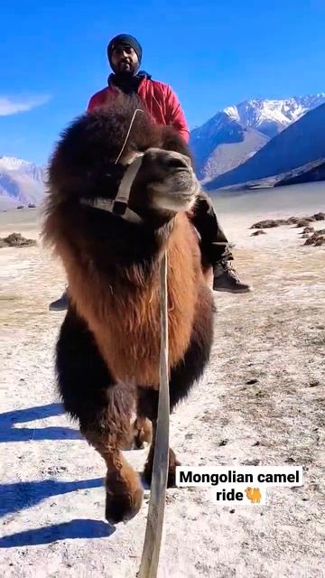 #camel #ride #beutifulview #Mongolian camel смотреть онлайн