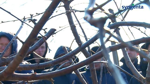 Весняна обрізка черешні, ДП АФ «Білозерський» смотреть онлайн