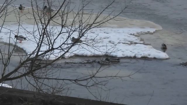 №3216 27 03 2023 Утки на рассвете смотреть онлайн