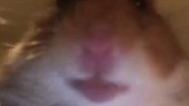 трек хамяк смотреть онлайн