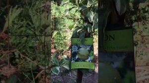 Growing a variegated pink lemon tree.