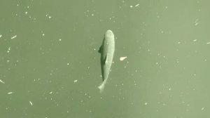 Squalius Cephalus