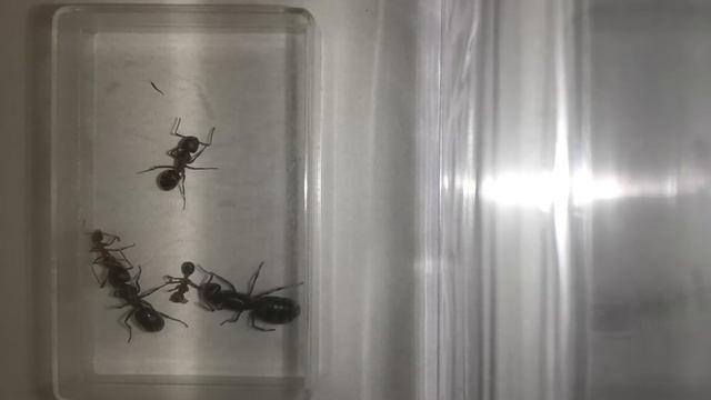 интересный экскремент. смотреть онлайн