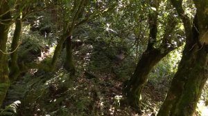 Fallow Deer  Rut 2017   Onga onga spotted fallow buck