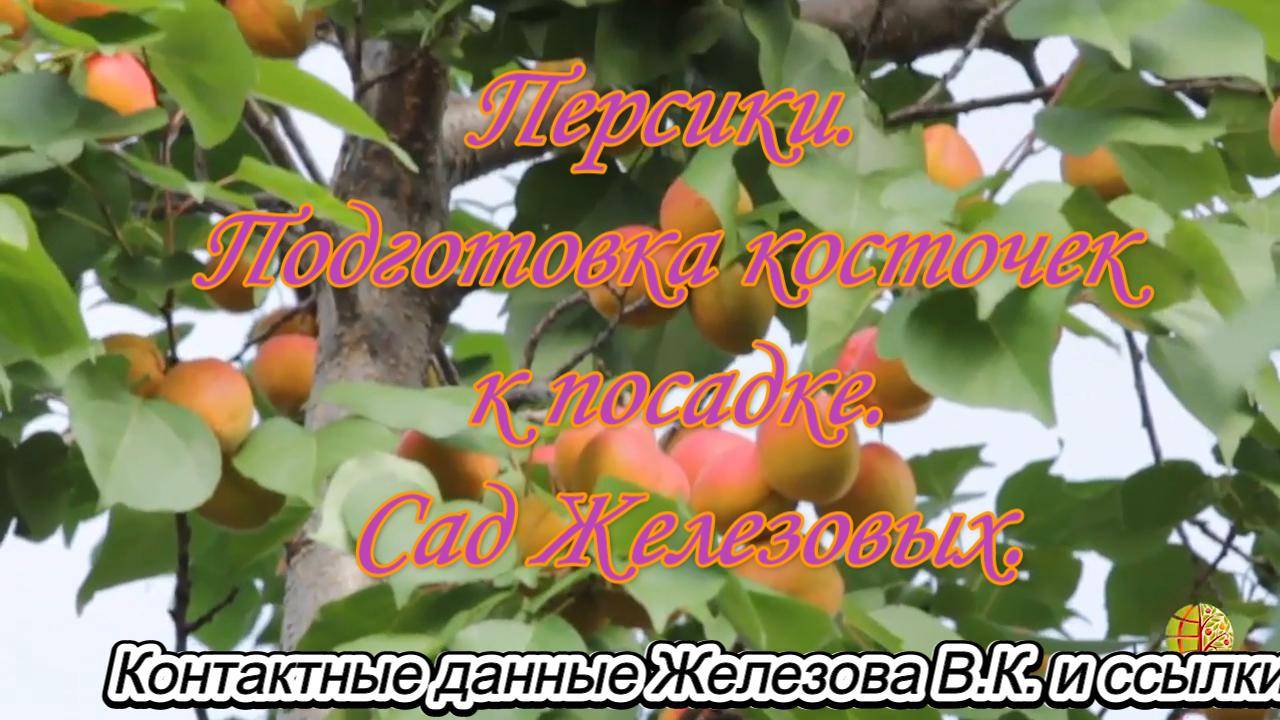 Персики. Подготовка косточек к посадке. Сад Железовых.