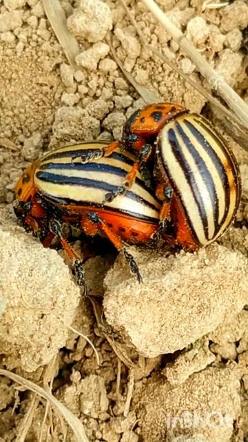 Beetles do something like that смотреть онлайн