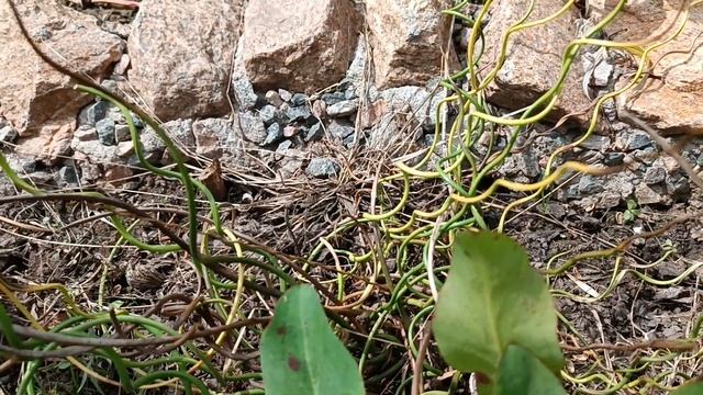 знайомимось- ситнік. сорти ситніка. де і як росте ситнік. злаки в саду. 10 серпня 2023 р.