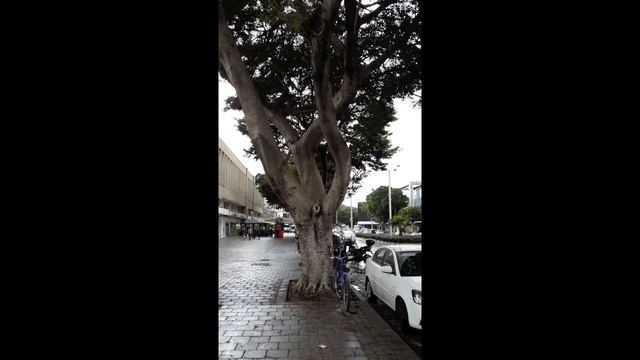 פיקוס השדרות - שדרות שאול המלך