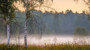 Алексей Повираев Плывут туманы белые