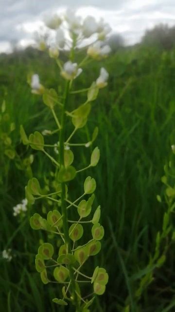 Field Pennycress - Jet Fuel of the Future #botany смотреть онлайн