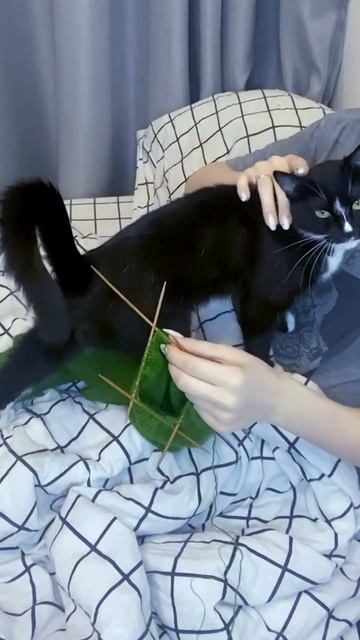 Как я обычно занимаюсь вязанием) #вязание #своимируками #knitting #кошка смотреть онлайн
