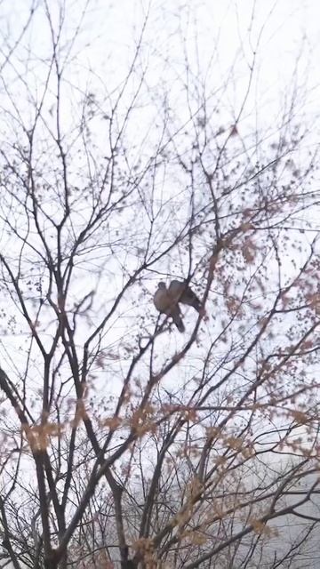 ✨Shopre Haul Baju Lebaran 2023✨ Pake Baju Gamis Dress Model Kekinian #shopeehaul #outfitideas смотреть онлайн