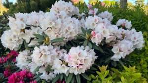 🌸 2025 Рододендроны в парке Галицкого яркие краски Краснодара.