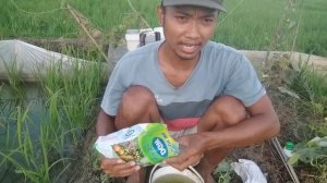 Dasyat !! Pertumbuhan padi 2 x lebih cepat. Membuat tanaman padi lebih cepat tumbuh subur ...!!