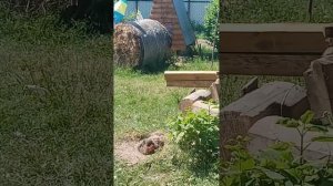 Курица купается в земле