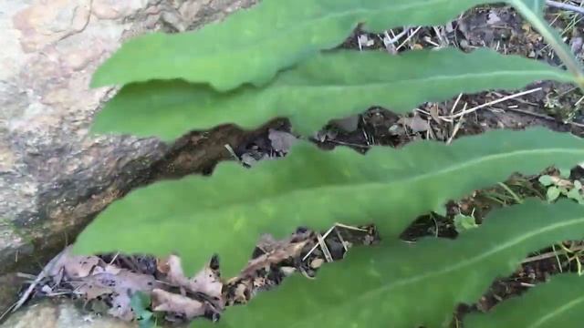 Ferns смотреть онлайн