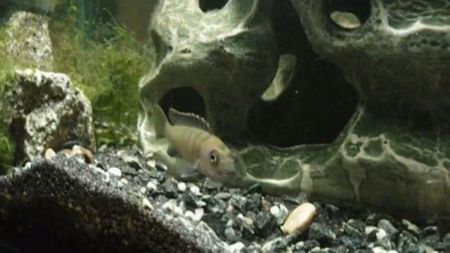 pseudotropheus flavus male.wmv смотреть онлайн