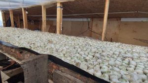 Обзор зимней теплицы для выращивания лука на перо. Фильм 2