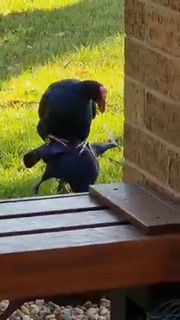 Birds mating смотреть онлайн