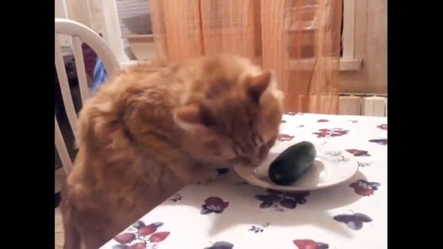 Nayris's cats - Клауд лижет огурец
