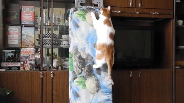 МОЯ КОШКА ПЛЮШКА  Альпинизм