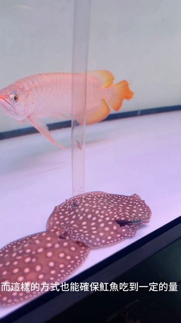 如何控制龍魚餵食量的同時 餵飽魟魚小撇步