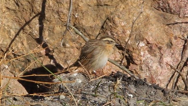 Black throated accentor смотреть онлайн