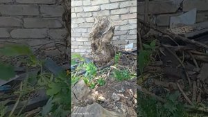 травим клён селитрой аммиачной