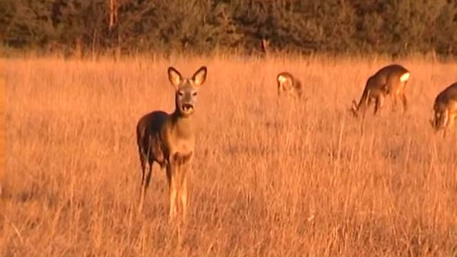 Любопытная косуля смотреть онлайн