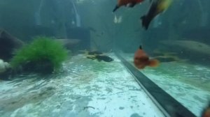 Аквариумные рыбки супер красивые чёрные меченосцы,пецилии микс , моллинезия,коридорасы