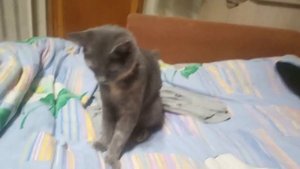 Котенок играет с рукой)