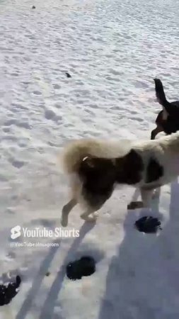 Собак выпустили на свободу.