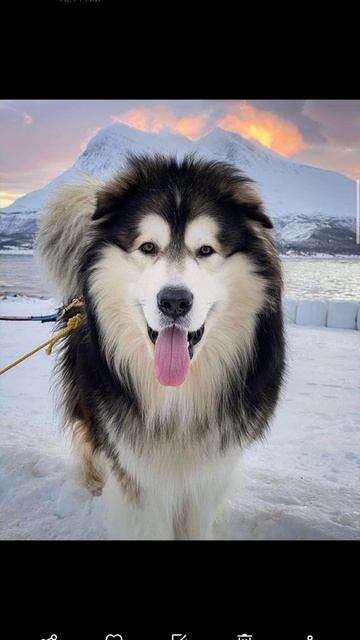 World's Biggest Husky  #Huskydogs #dogs смотреть онлайн