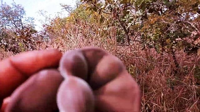 Árvores do CERRADO ORELHA DE ONÇA Serve Para Quê arvore plants natureza