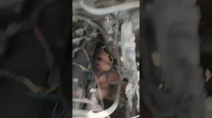 Как самостоятельно поменять фильтр на газовом редукторе?