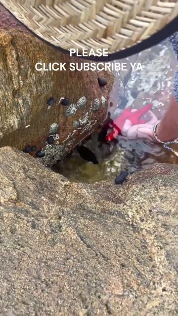 starfish of sea #giant #viral #shorts #fyp #hoby #reels #oceanfish #ikanhias #creature #starfish