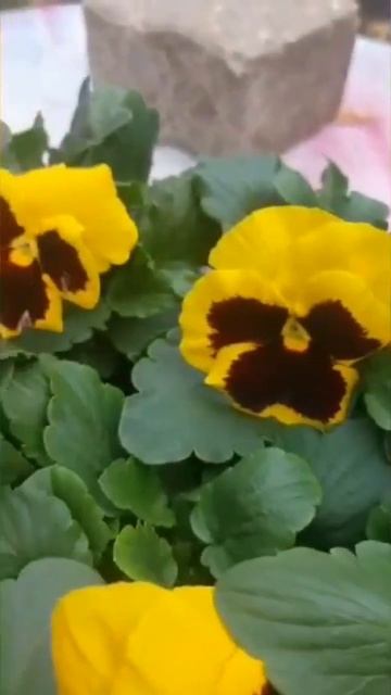 #pansy #violet  #stiefmütterchen #veilchen #shorts смотреть онлайн