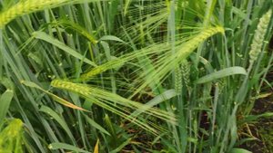 Хайлайт озимый ячмень, налив колоса. 01.06.21 г. #ячмень #хайлайт #фермер