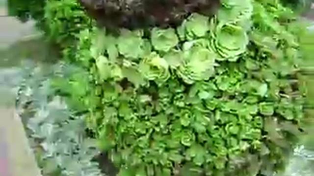 Клумба чупа-чупсы