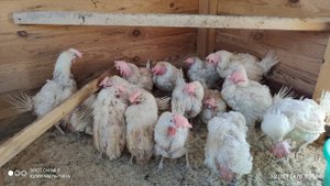 Купили ещë кур несушек с птицефабрики.