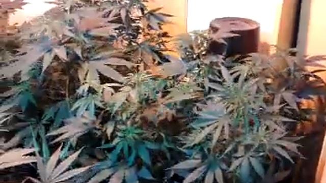 mazar regular ca 40... смотреть онлайн