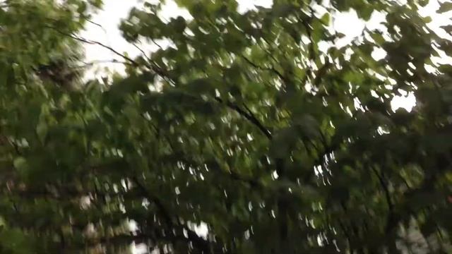 Storm clouds and cicadas! смотреть онлайн