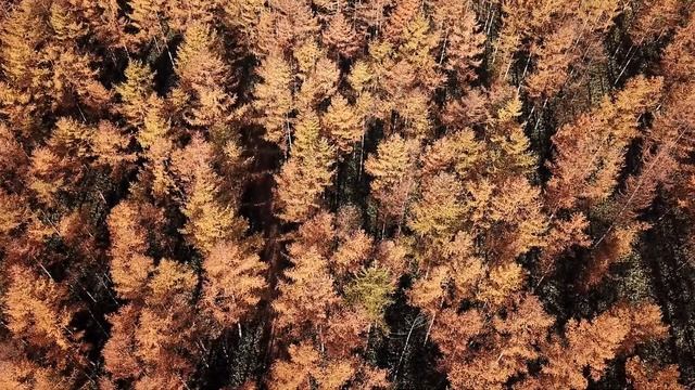 カラマツの黄葉　2017 смотреть онлайн