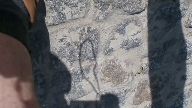 Кошка Развлекается с богомолом ч.2!!! Евпатория 2013 год смотреть онлайн