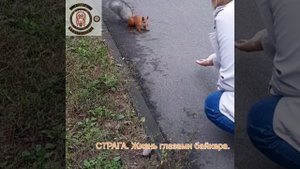 СТРАГА. Жизнь глазами байкера.