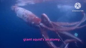 Did you know about Architeuthis Dux?