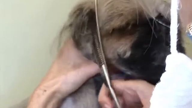 Работа шанкофиллерами Mushou 7040 на голове шт-тцу смотреть онлайн